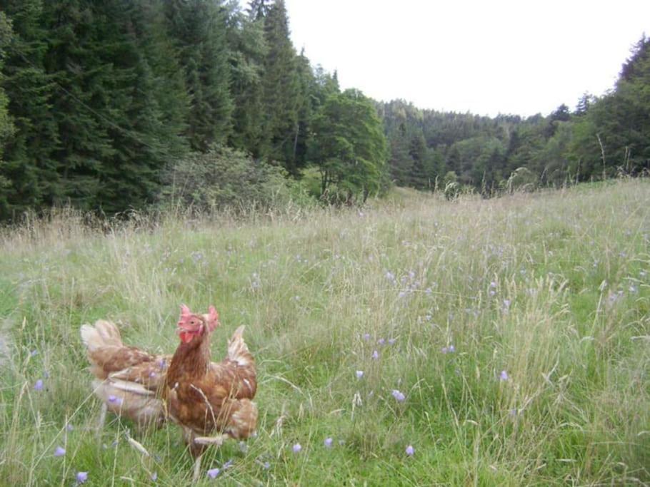 Gite Gretel De La Ferme Du Schneeberg Wangenbourg-Engenthal Εξωτερικό φωτογραφία