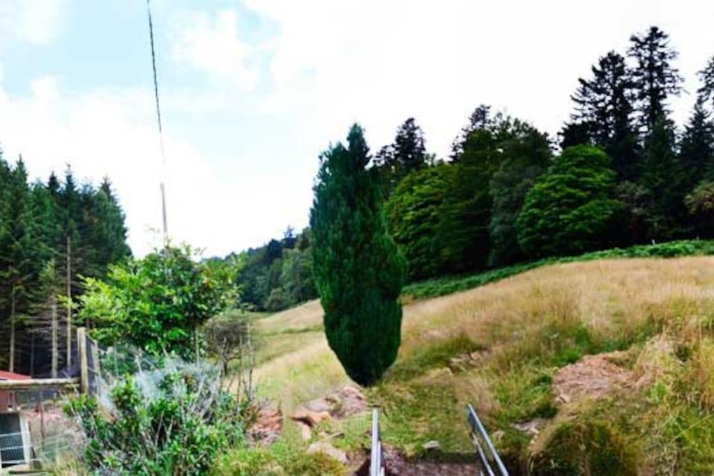 Gite Gretel De La Ferme Du Schneeberg Wangenbourg-Engenthal Εξωτερικό φωτογραφία